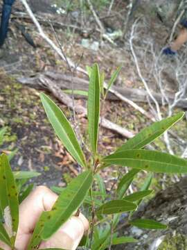 Image of Quassia bidwillii (Hook. fil.) Nooteboom