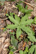 Image of arctic sweet coltsfoot