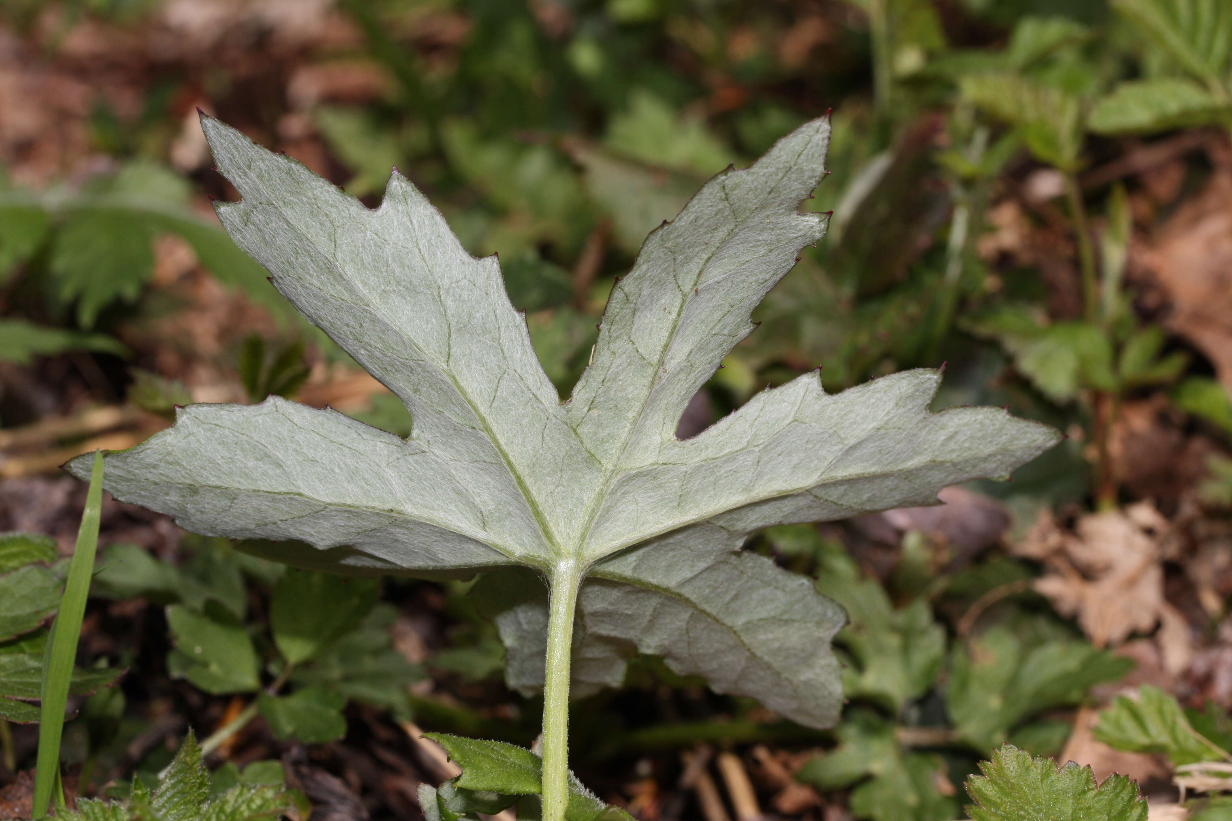 Plancia ëd Petasites frigidus (L.) R. E. Fr.