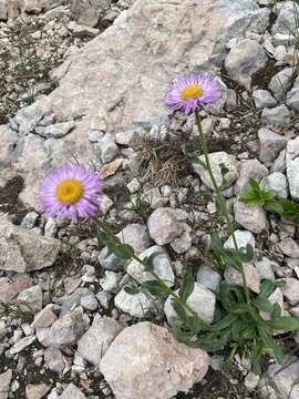 Image de Erigeron caucasicus Stev.