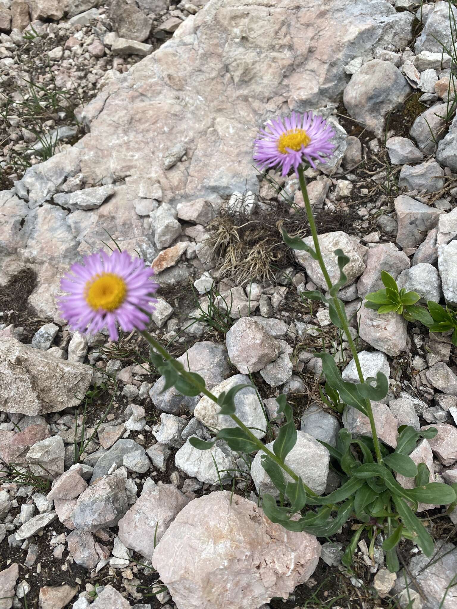 Image de Erigeron caucasicus Stev.