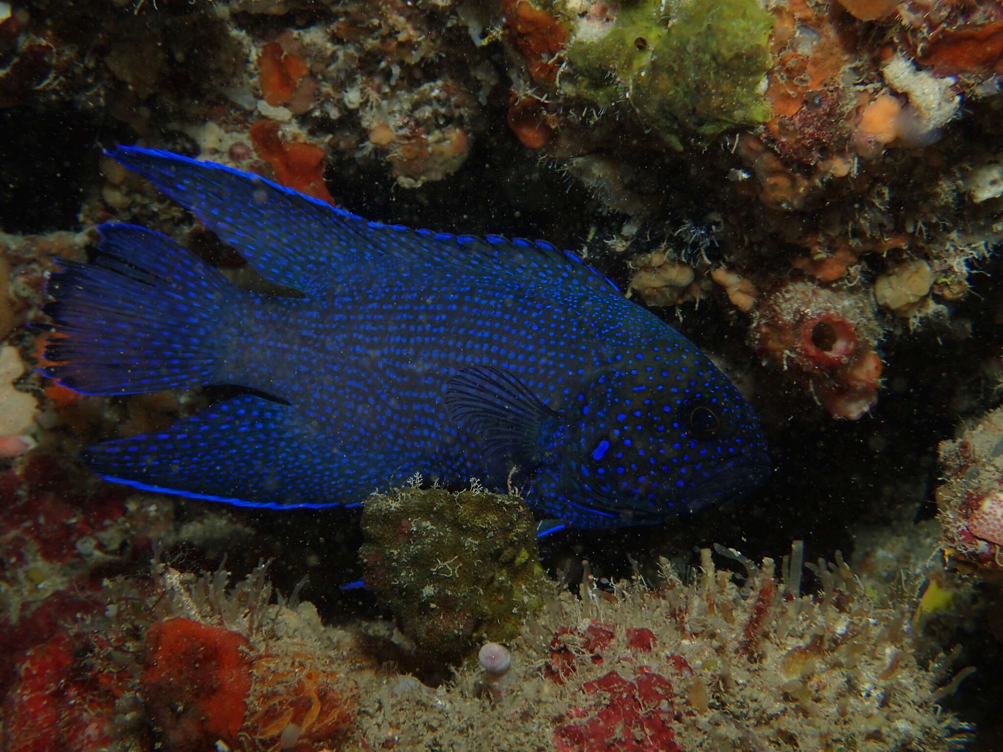 Paraplesiops meleagris (Peters 1869) resmi