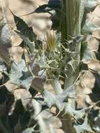 Image of Barneby's thistle