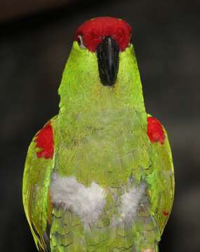 Image of Thick-billed parrot