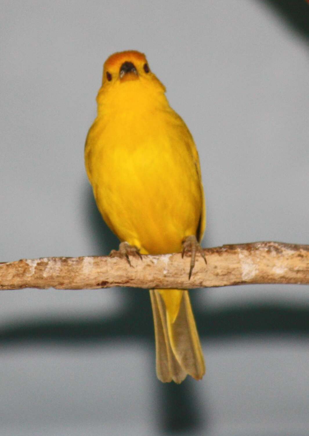 Image of Saffron Finch