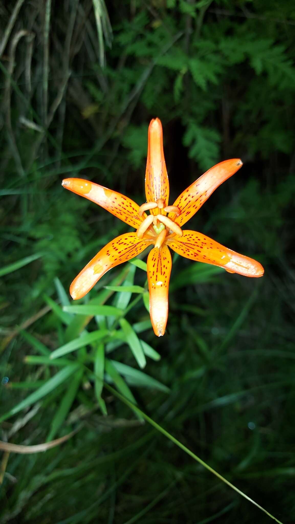 Lilium concolor var. partheneion (Siebold & de Vriese) Baker resmi