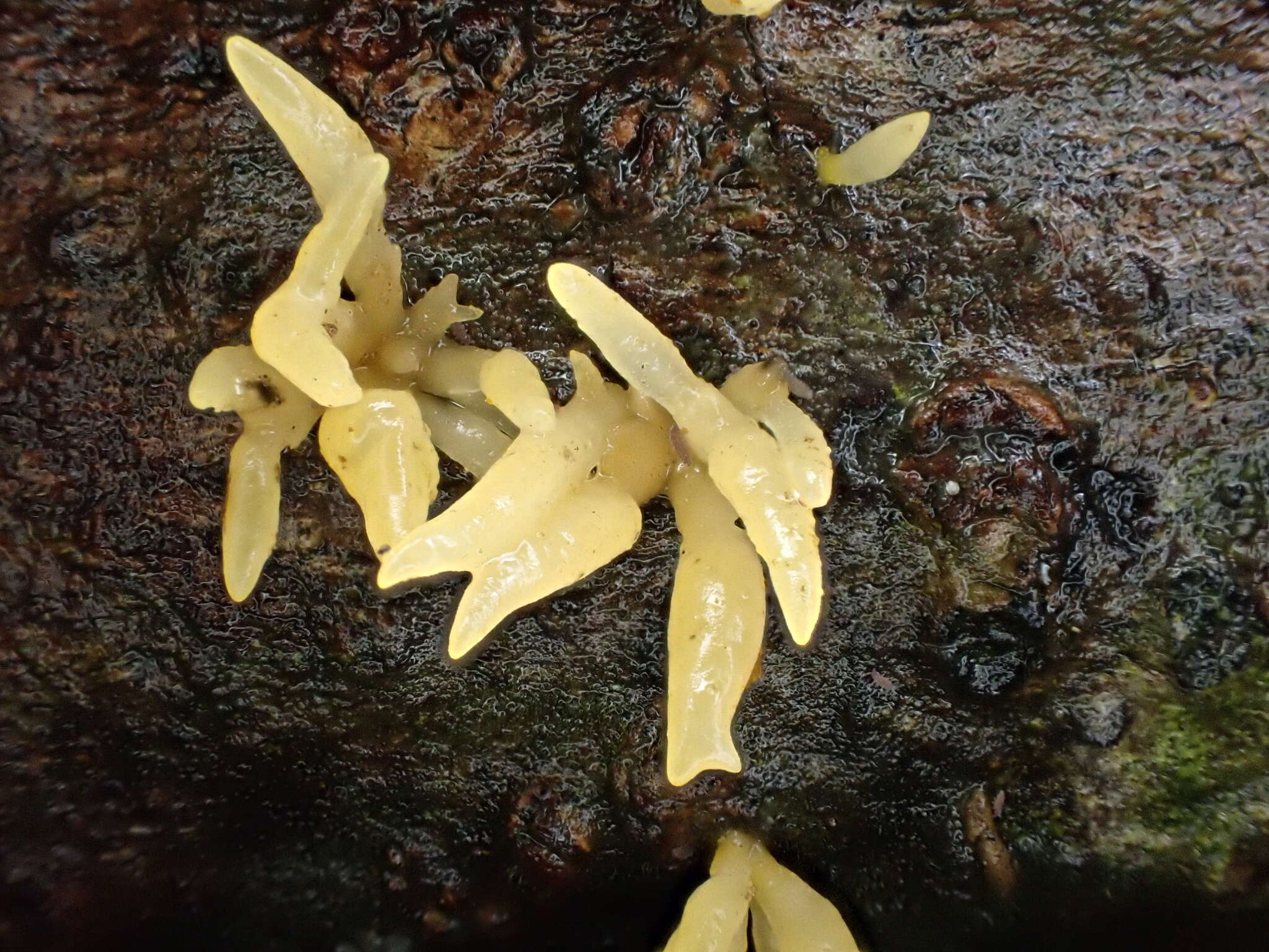 Image de Calocera furcata (Fr.) Fr. 1827