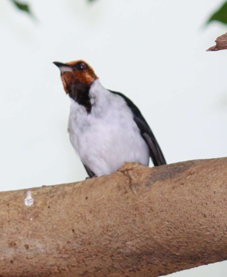 Image of Red-capped Cardinal