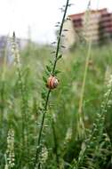 Image of Mediterranean Coastal Snail