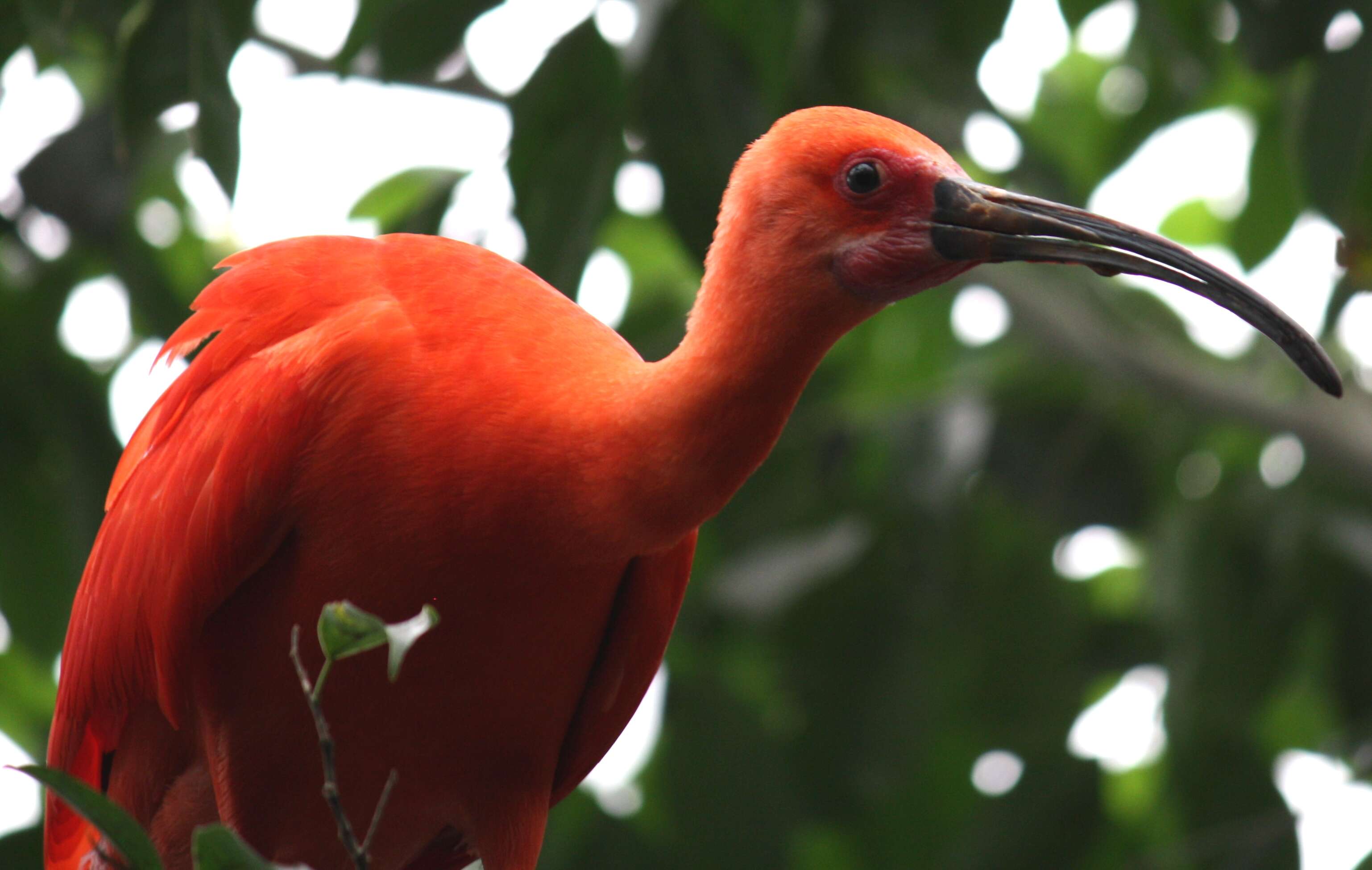 Image of Scarlet Ibis