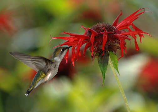 Image of scarlet beebalm