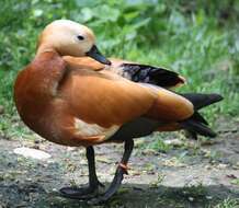 Image of Ruddy Shelduck