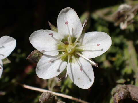 Image of Minuartia recurva (All.) Schinz & Thell.