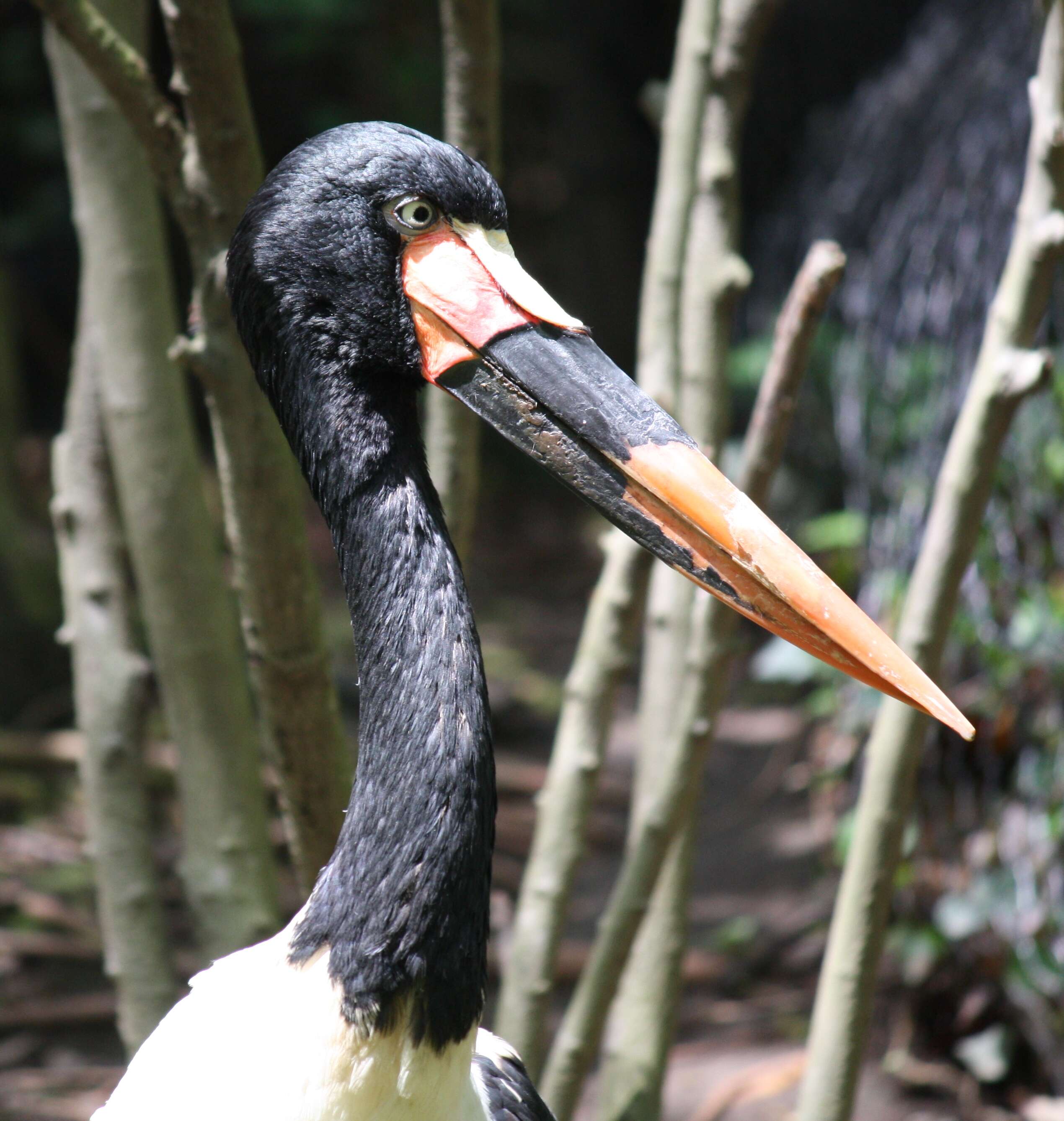 Image of Saddle-billed Stork