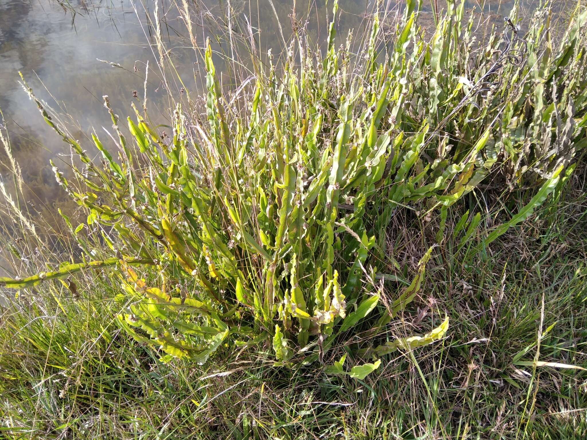 Plancia ëd Baccharis crispa Spreng.