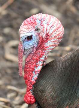 Imagem de Meleagris gallopavo Linnaeus 1758