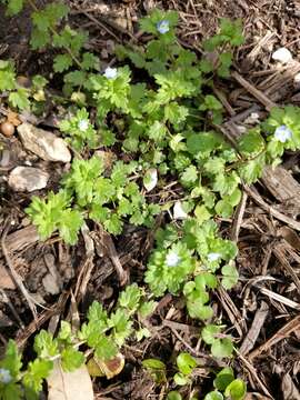 Image of Grey Field-speedwell