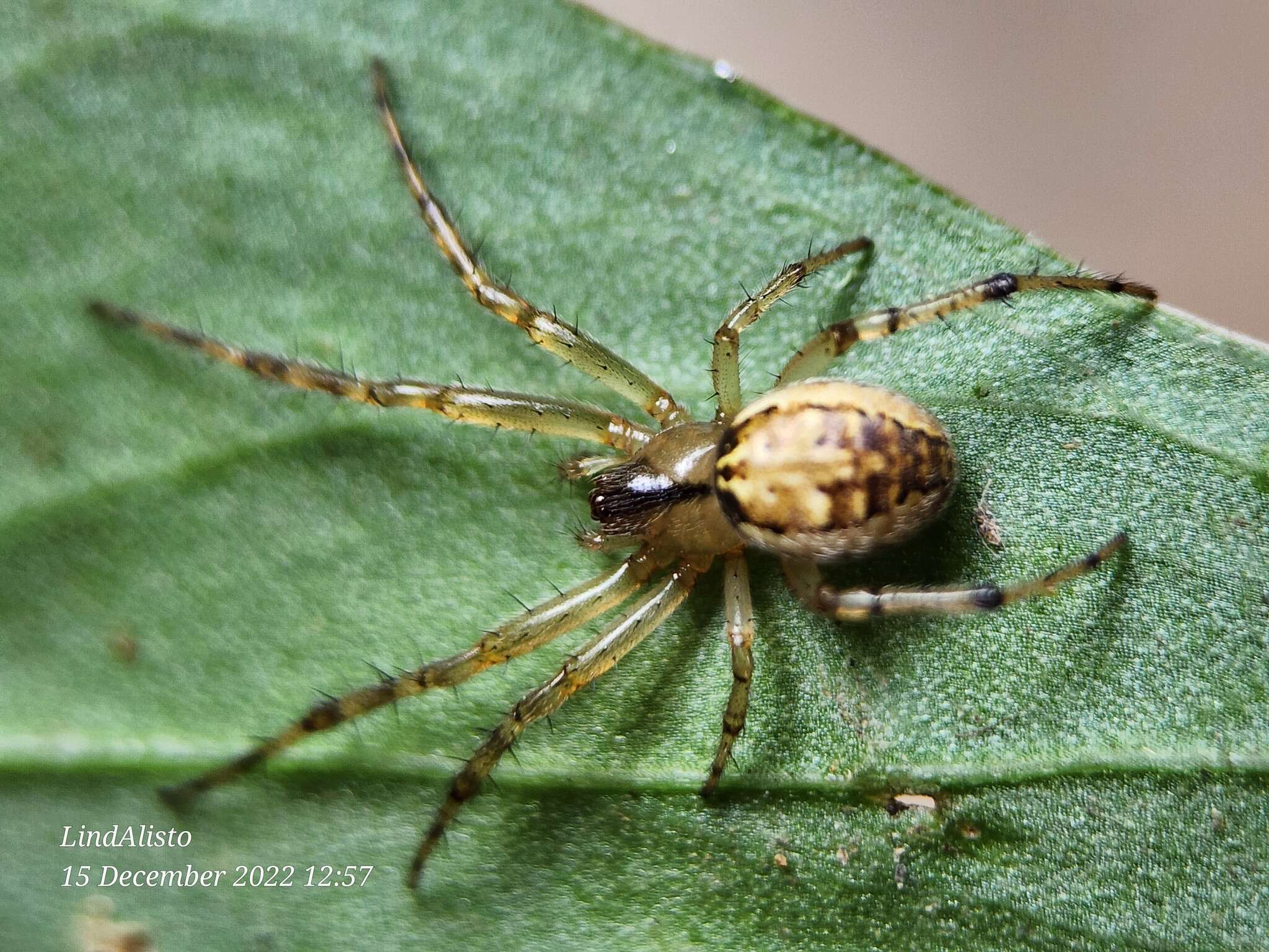 Image of Neoscona inusta (L. Koch 1871)