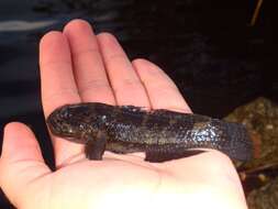 Image of Frillfin Goby