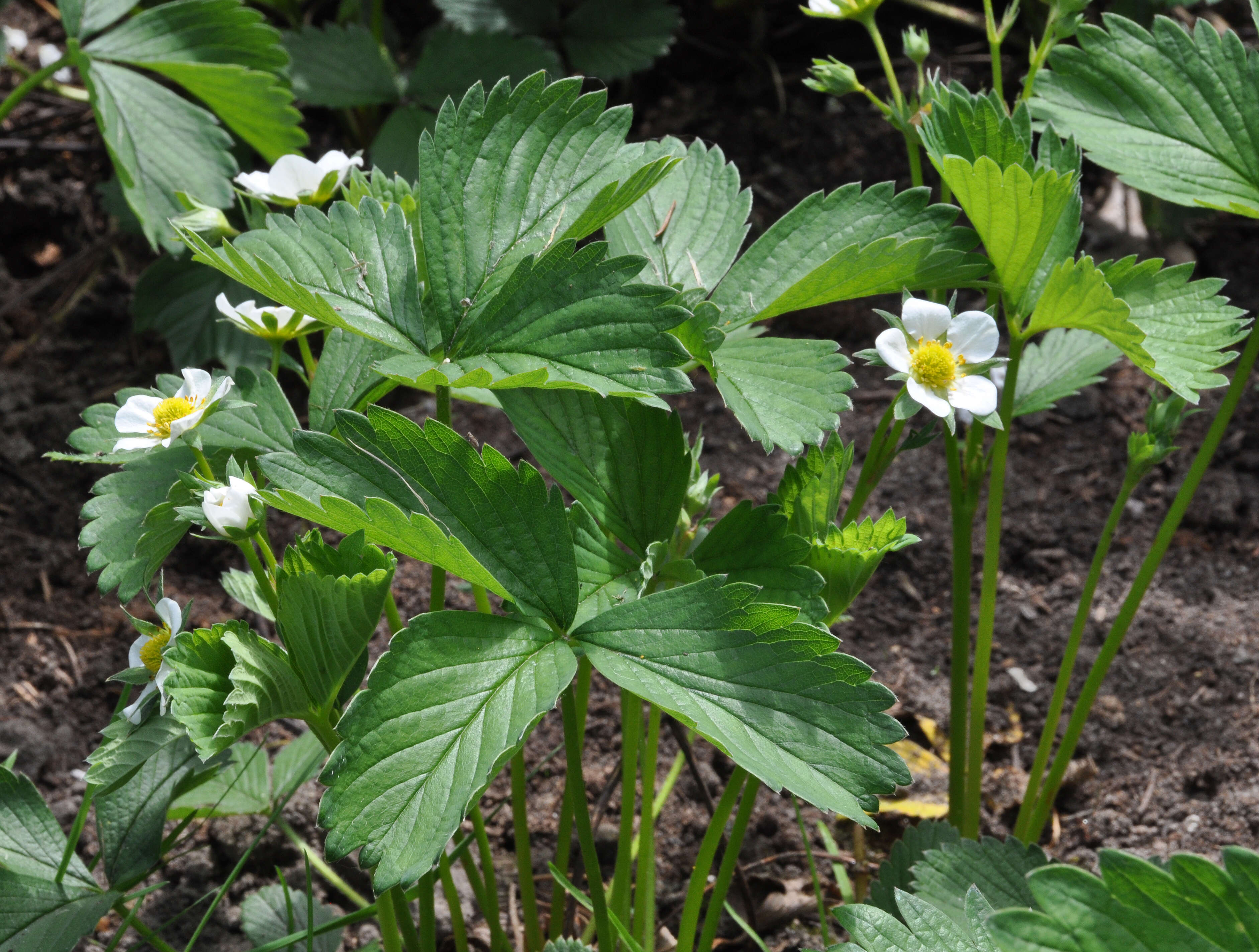 Image de Fragaria ×ananassa