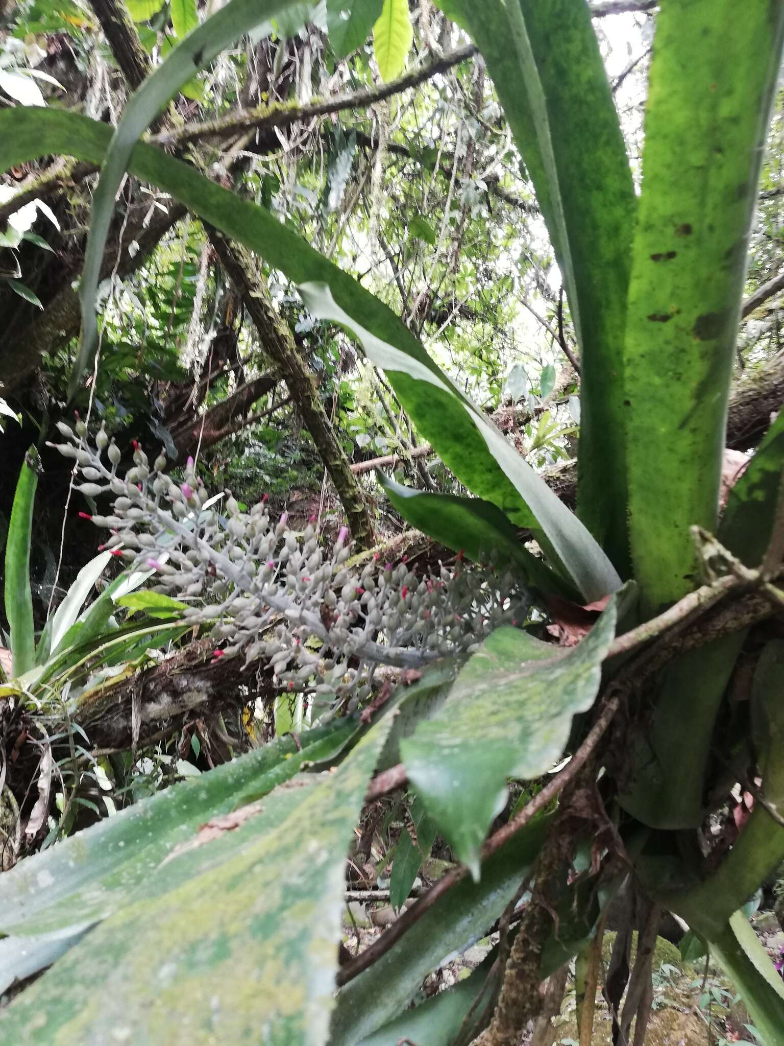 Sivun Aechmea mexicana Baker kuva