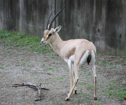 Plancia ëd Gazella leptoceros (F. Cuvier 1842)