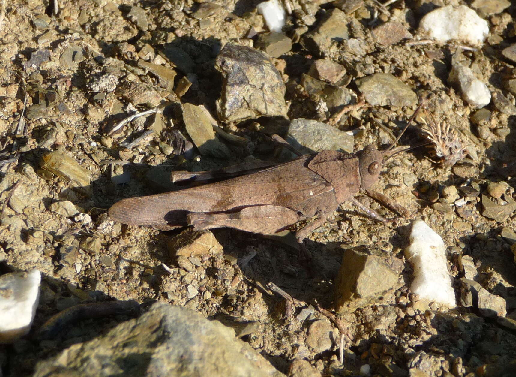 Image of blue-winged grasshopper