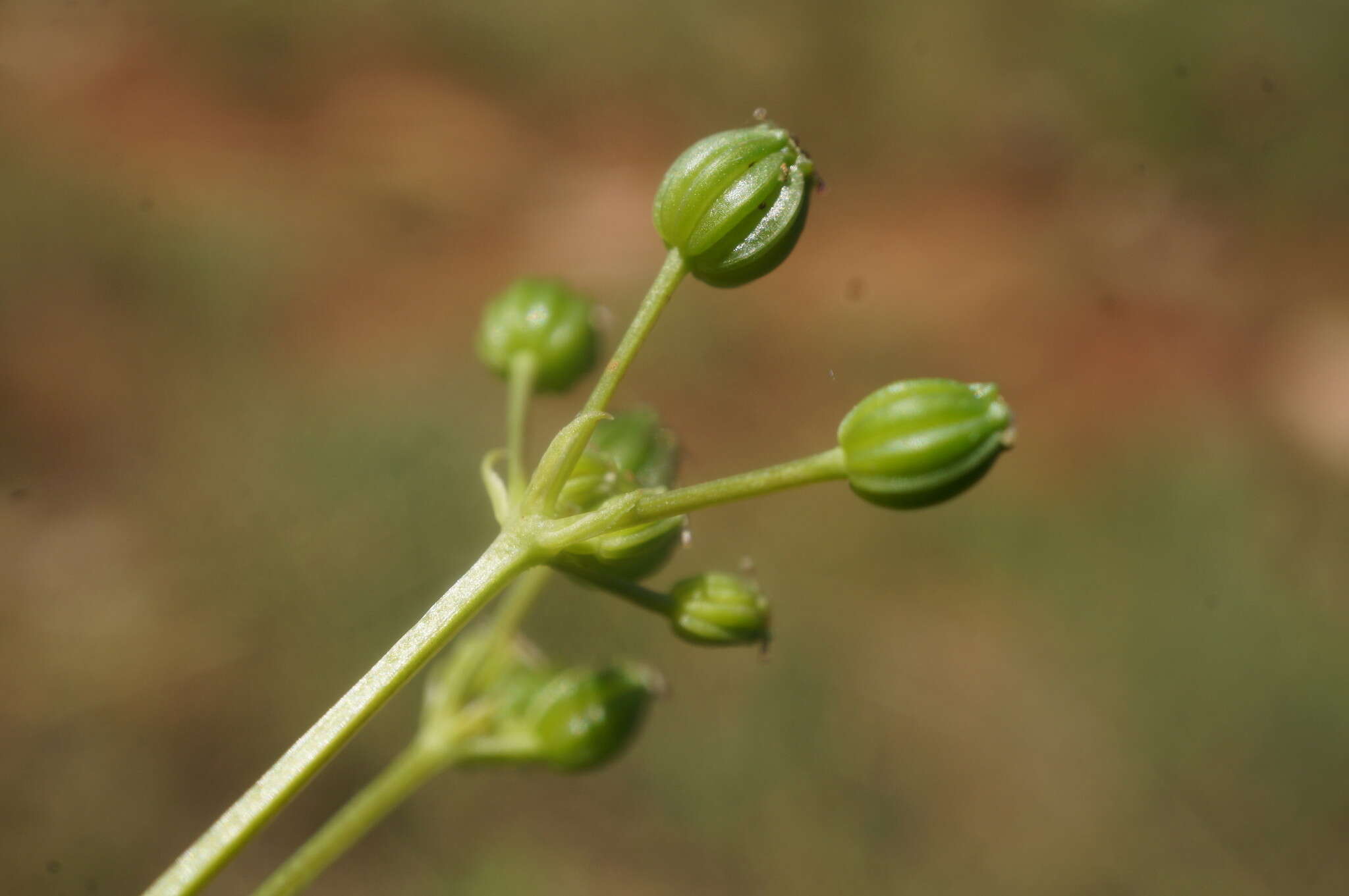 Trinia biebersteinii N. M. Fedoronchuk resmi