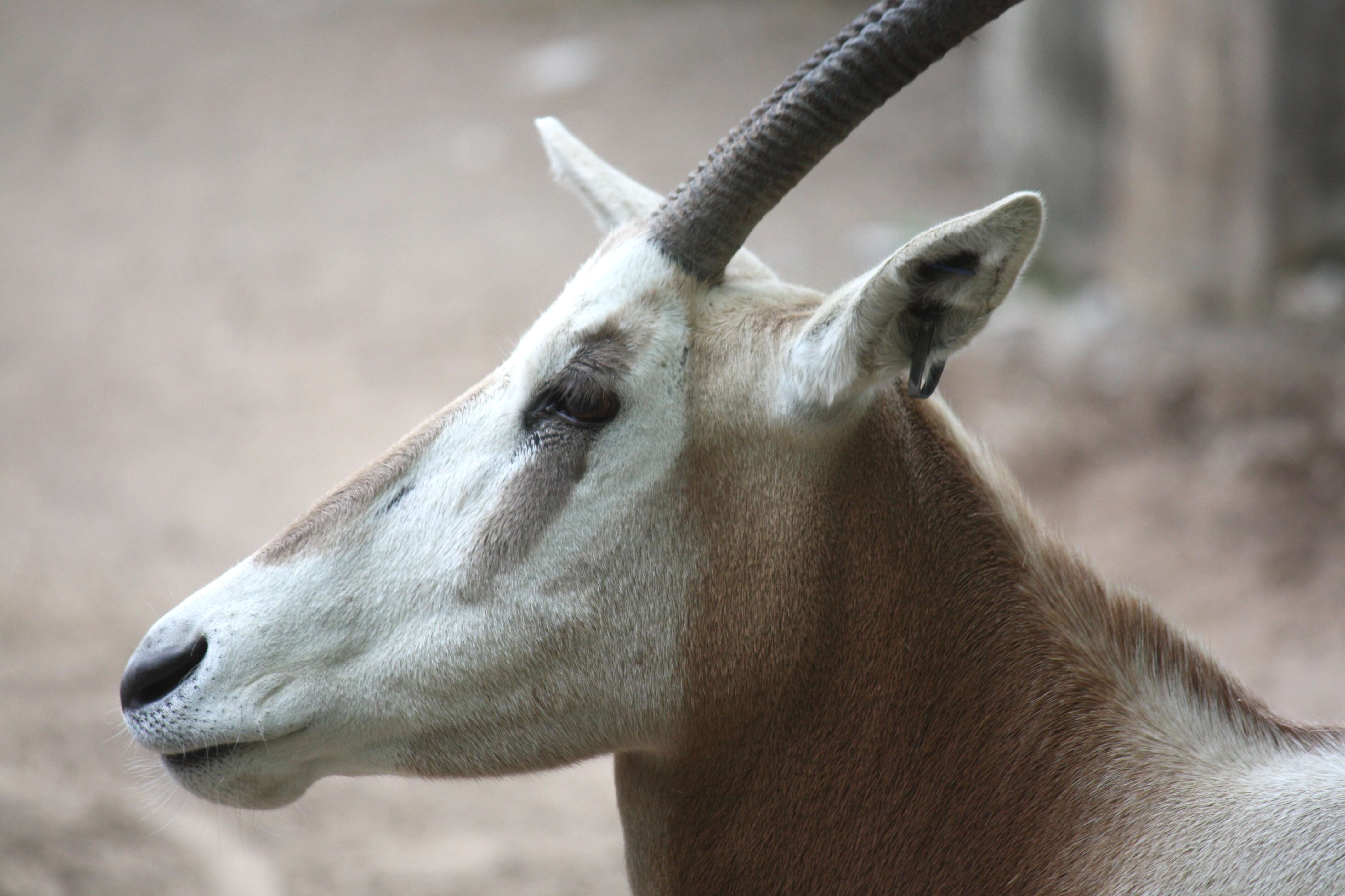 Image of Scimitar-horned Oryx