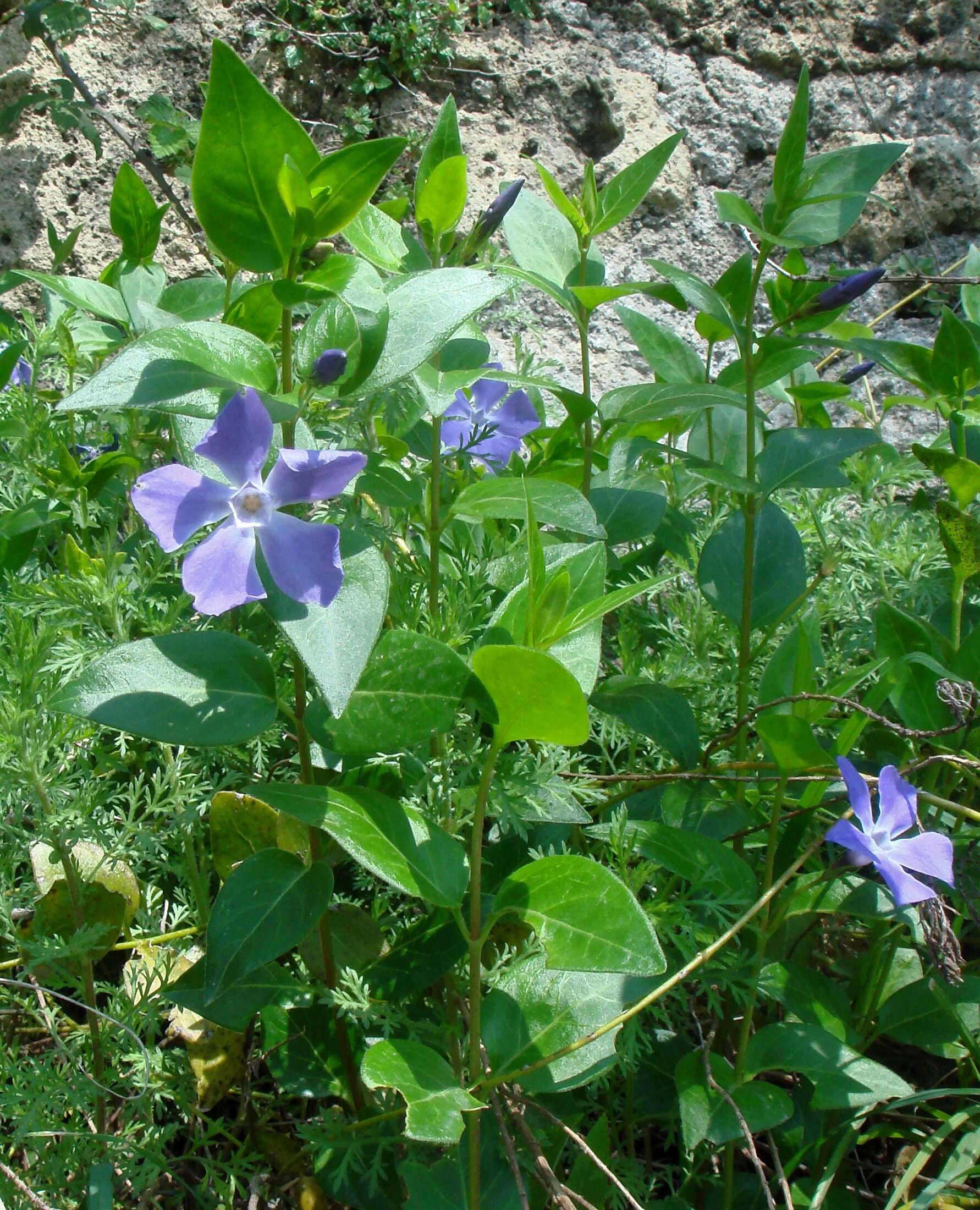 Image of Greater Periwinkle