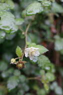 Image of West Indian raspberry