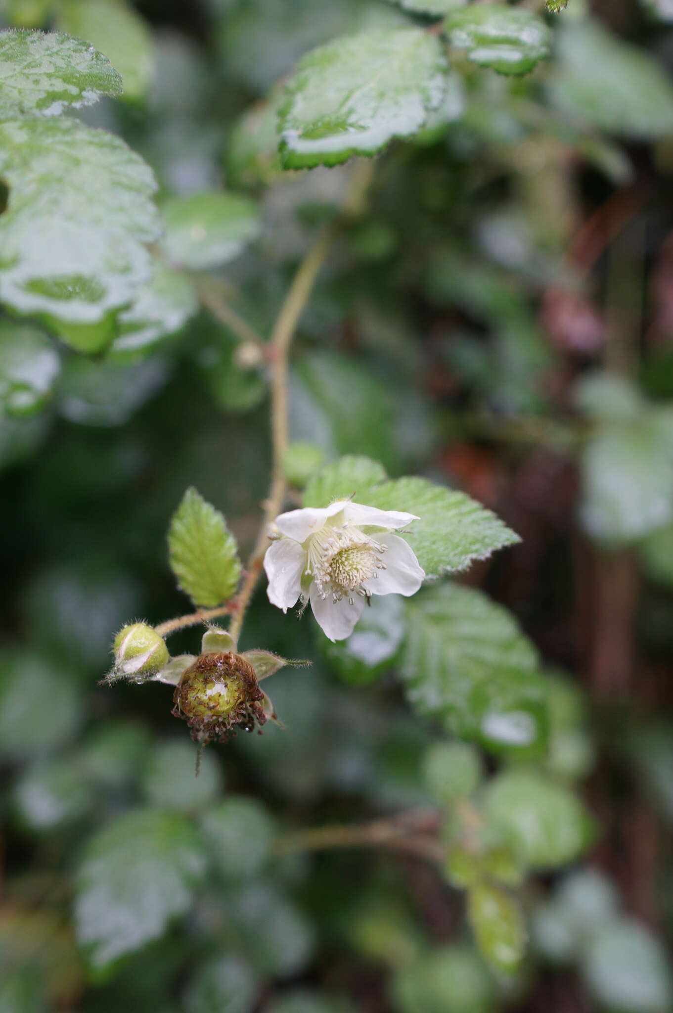 Image of West Indian raspberry