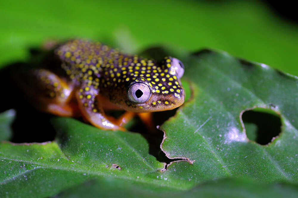 Imagem de Heterixalus alboguttatus (Boulenger 1882)