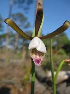 Image of Rosebud orchids