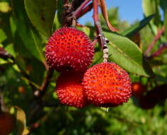 Image of strawberry tree