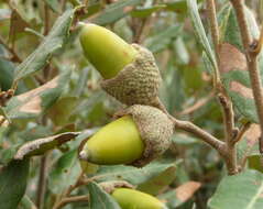 Image of Holm Oak