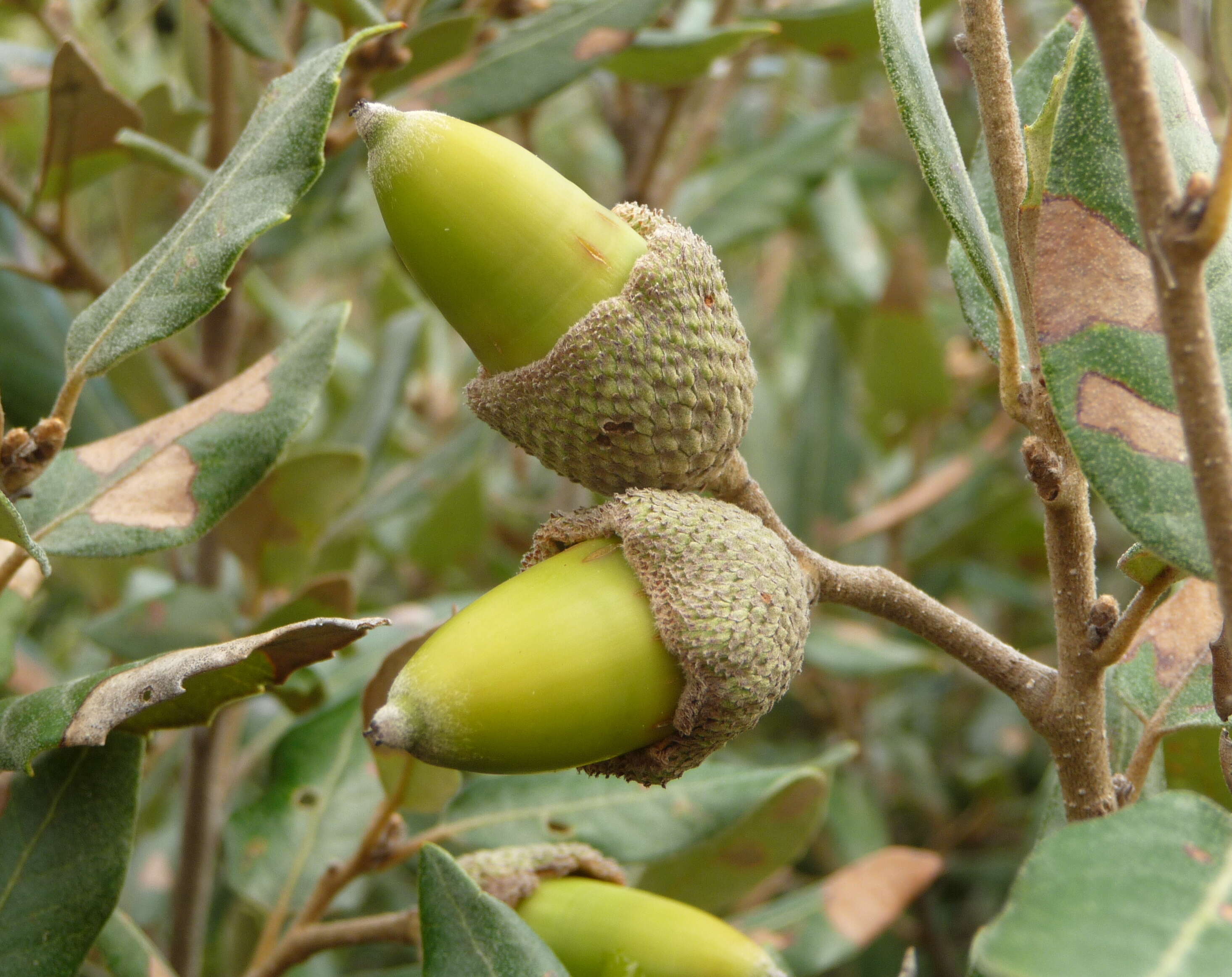 Image of Holm Oak