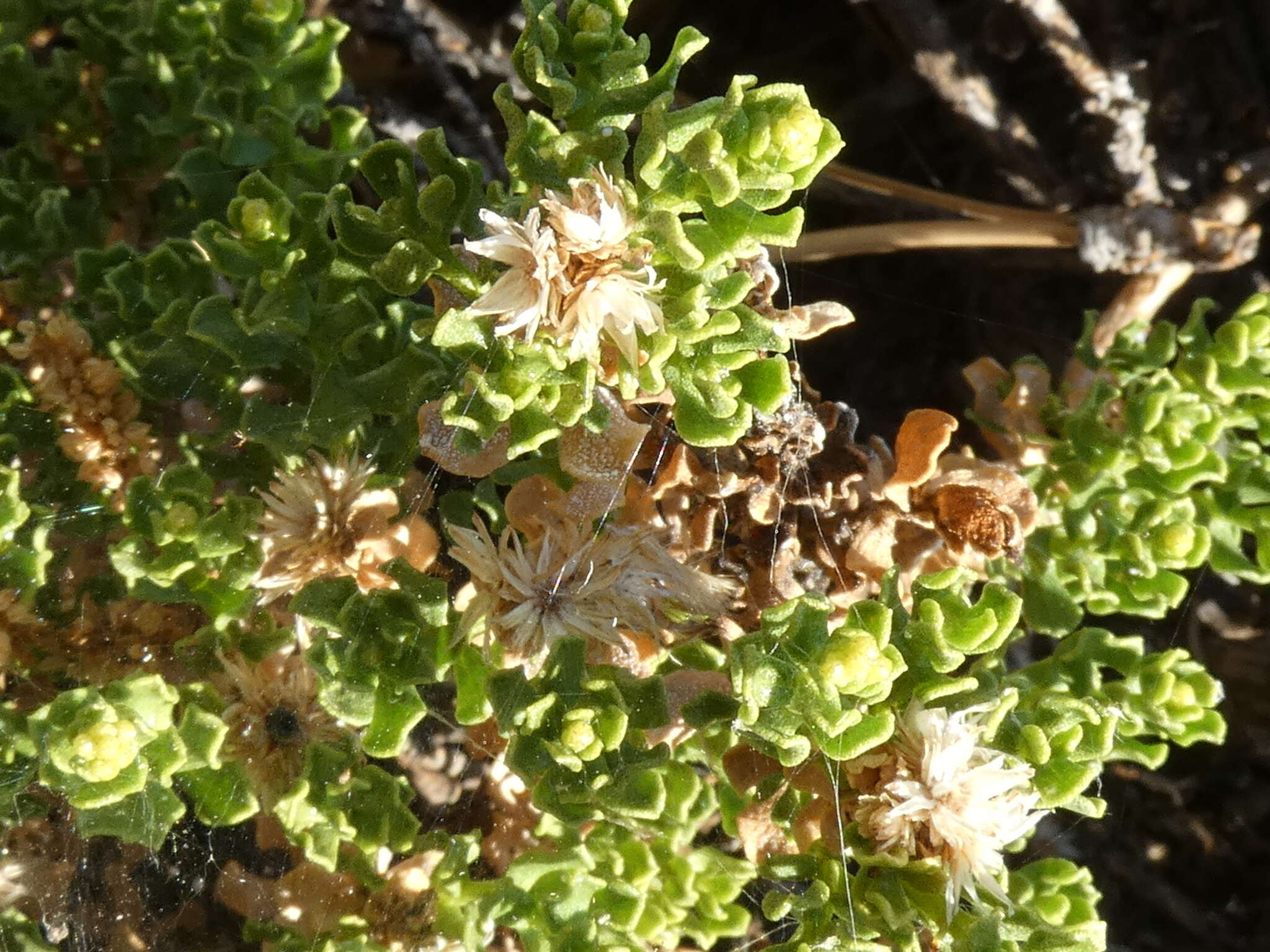 Image of cliff goldenbush