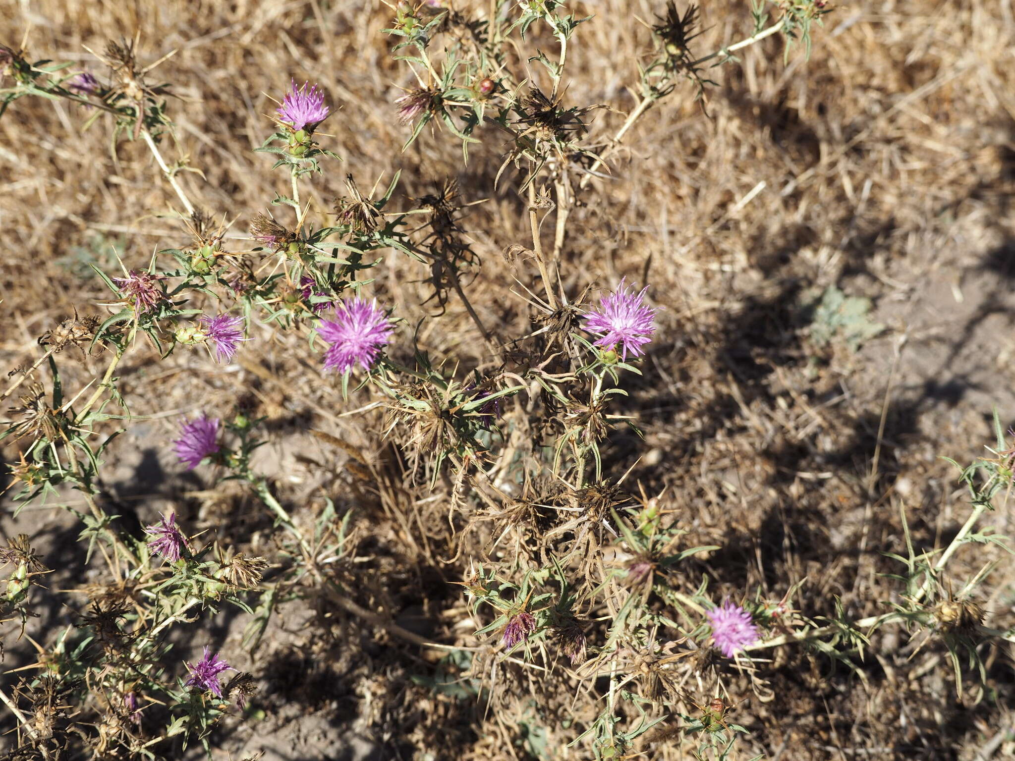 Centaurea calcitrapa L. resmi