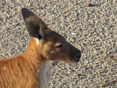 Macropus robustus erubescens Sclater 1870的圖片