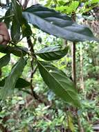 Image of Flowering plant