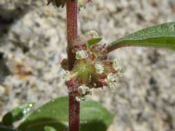 Image of pellitory-of-the-wall