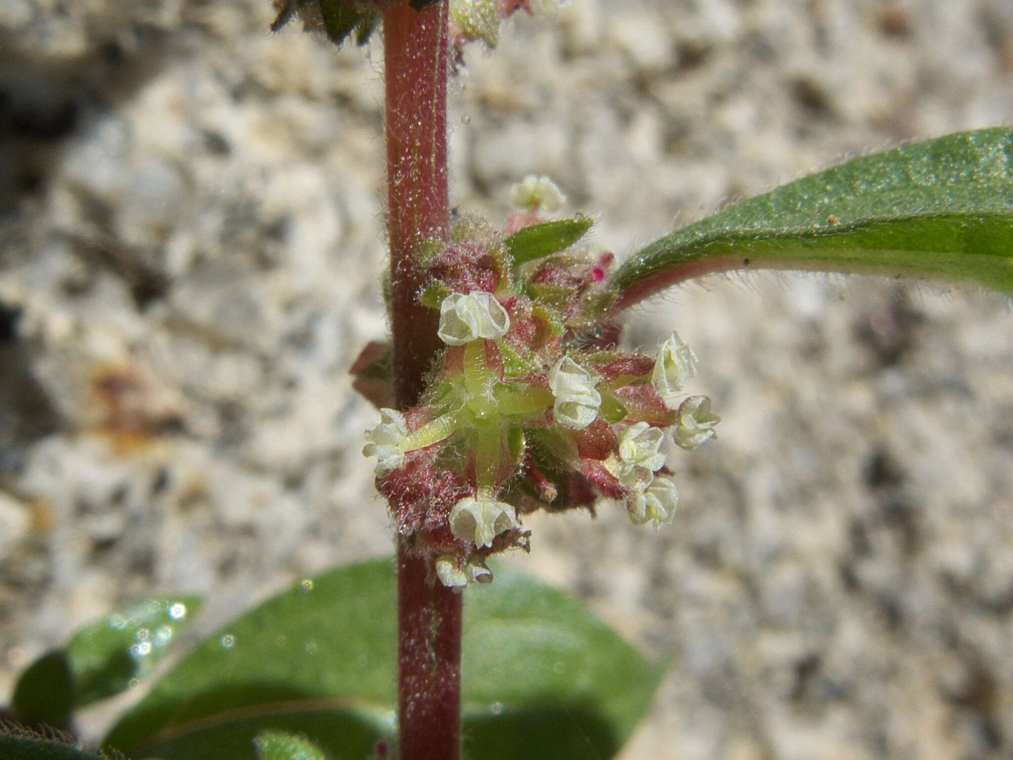 Image of pellitory-of-the-wall