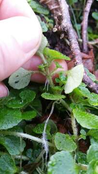 Plancia ëd Chrysosplenium oppositifolium L.