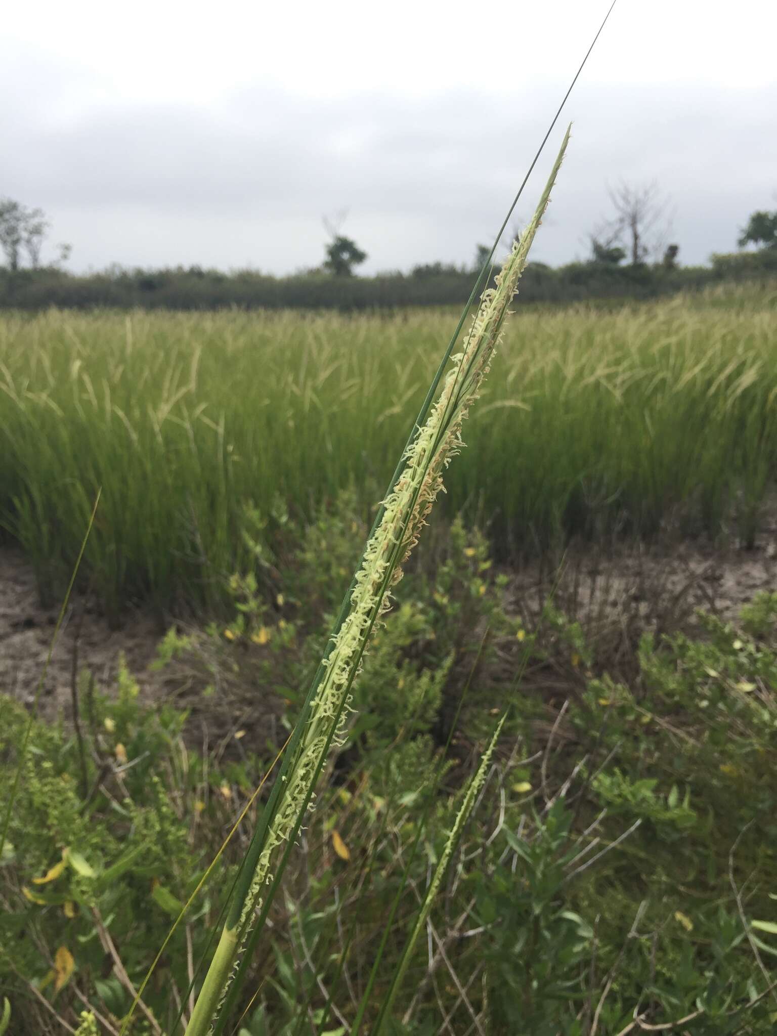 互花米草的圖片