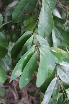 Image of soursop