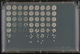 صورة Saccharomyces cerevisiae