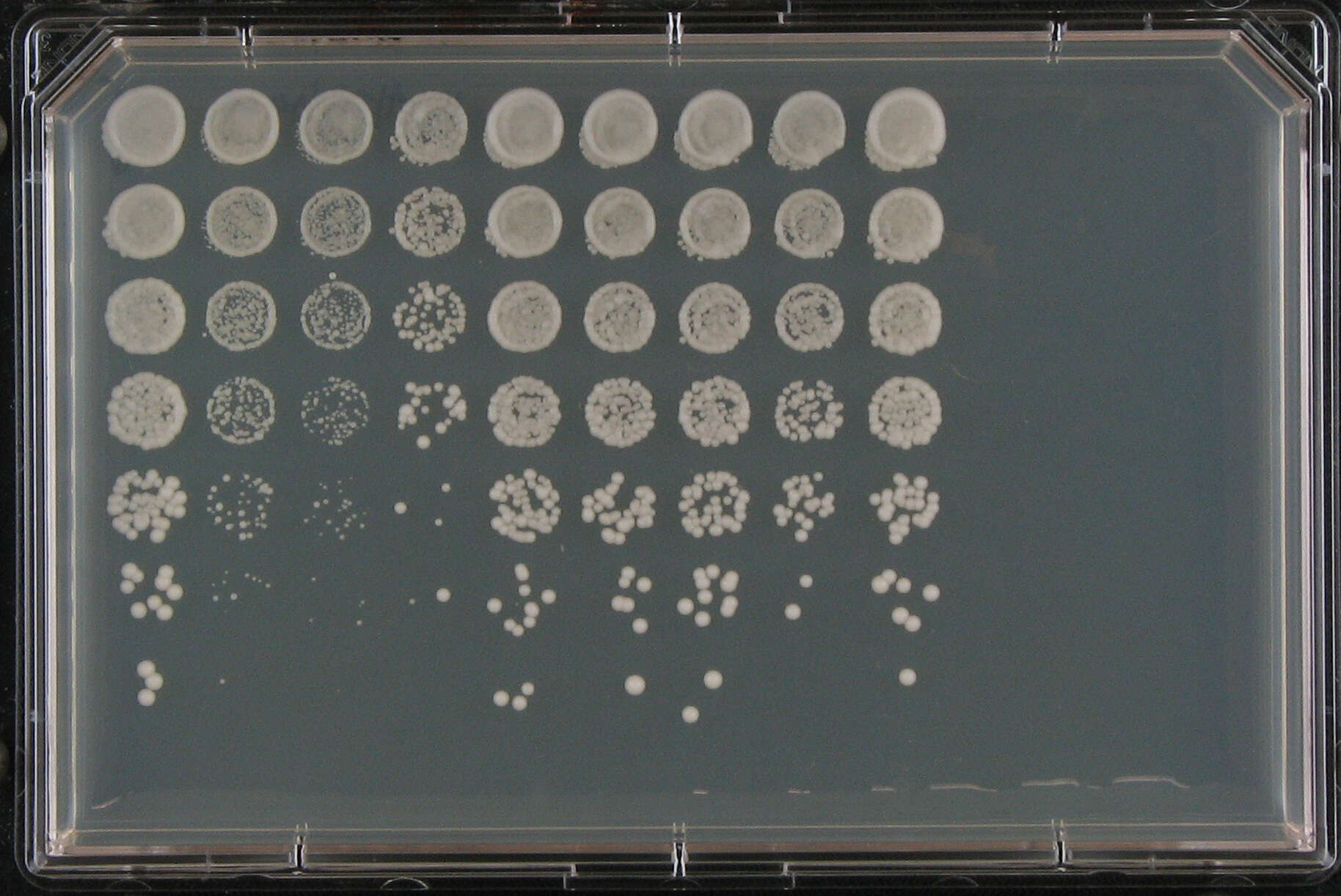 Imagem de Saccharomyces cerevisiae