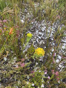 Image of <i>Rafnia capensis</i> subsp. <i>pedicellata</i>