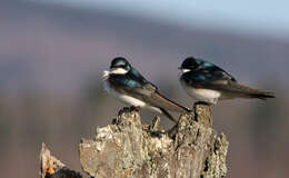 Image of Tachycineta Cabanis 1851